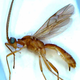 Image for article titled Which pop icon do you think this newly discovered parasitic wasp was named after?
